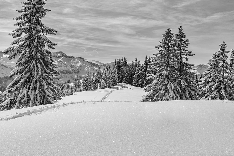 Hotel-Fotografie Balderschwang Tannen Im Schnee